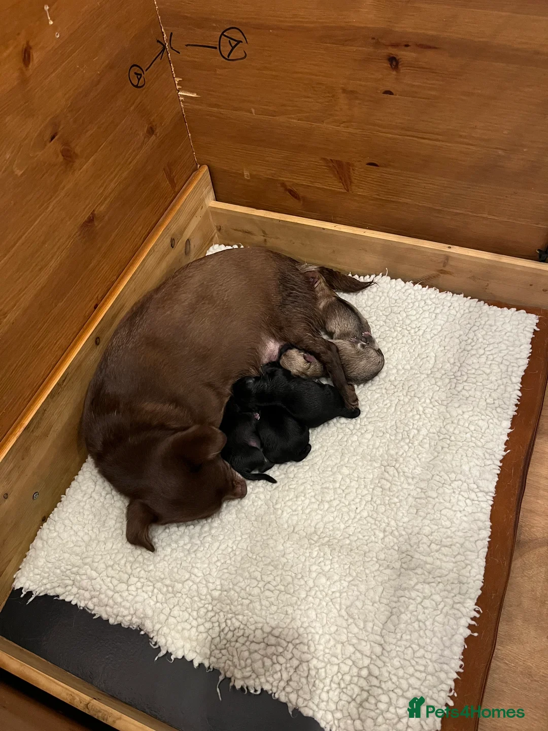 Mixed Breed dogs for sale: Malchi pups available  - Advert 8