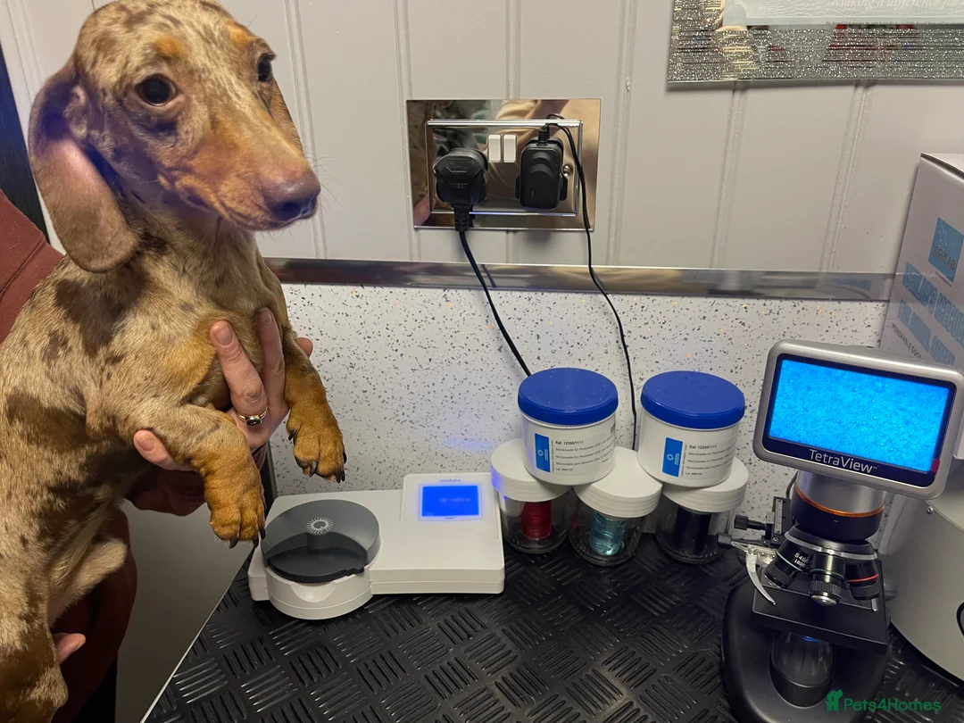 Miniature Dachshund dogs for stud: 🤎Albert🤎 in Newport - Advert 9