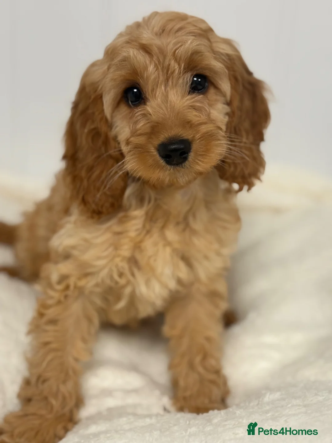 Cavapoo dogs for sale: Cavapoo puppies in Glasgow - Advert 2