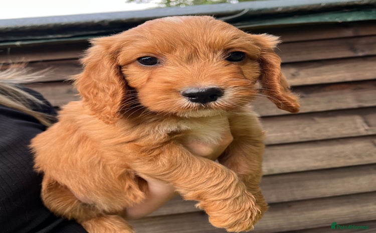 Cockapoo dogs - Advert 13
