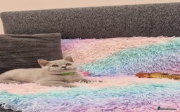 British Shorthair cats for sale: British Shorthair Lilac kittens  - Image 25