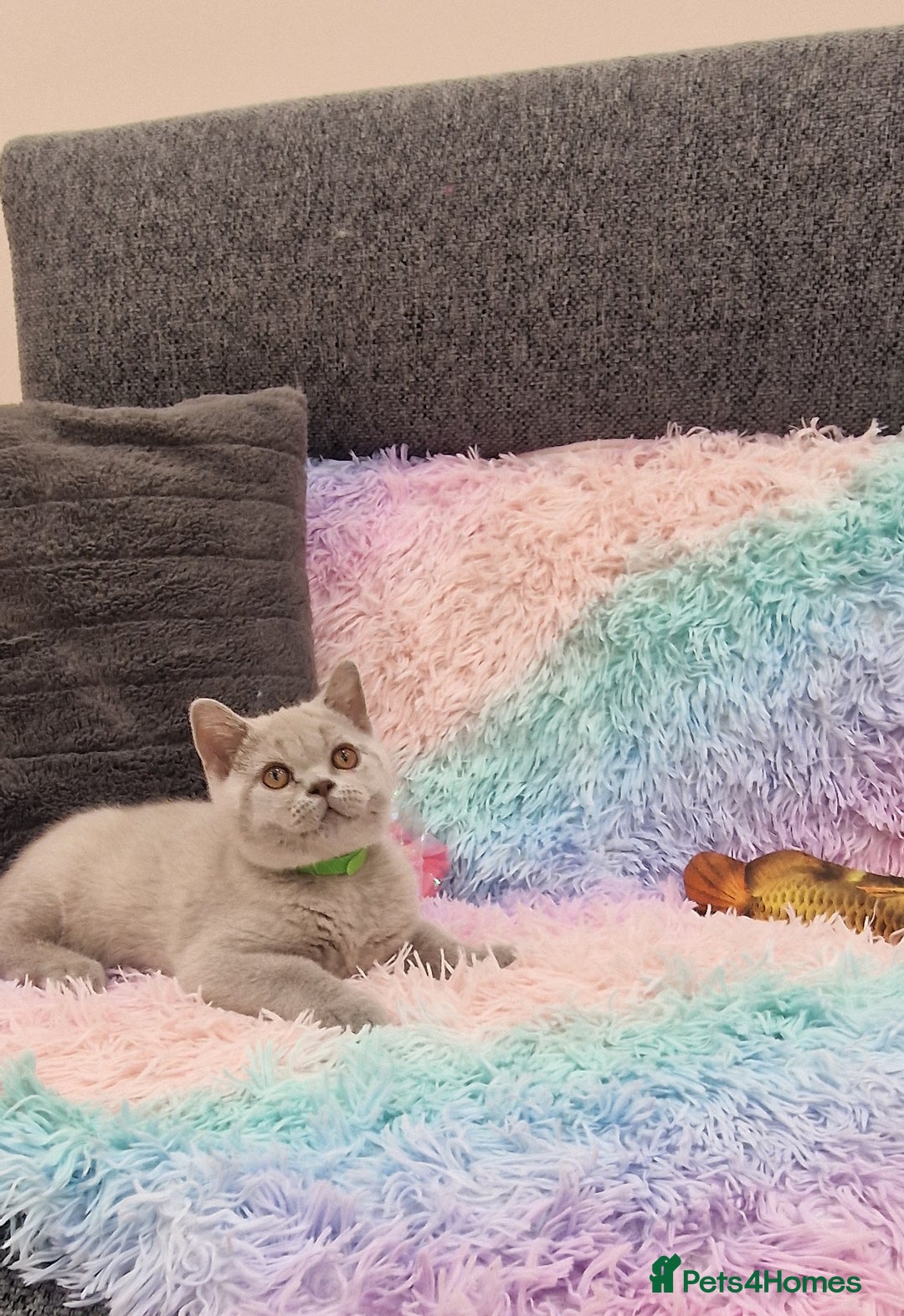 British Shorthair cats for sale: British Shorthair Lilac kittens  - Image 25