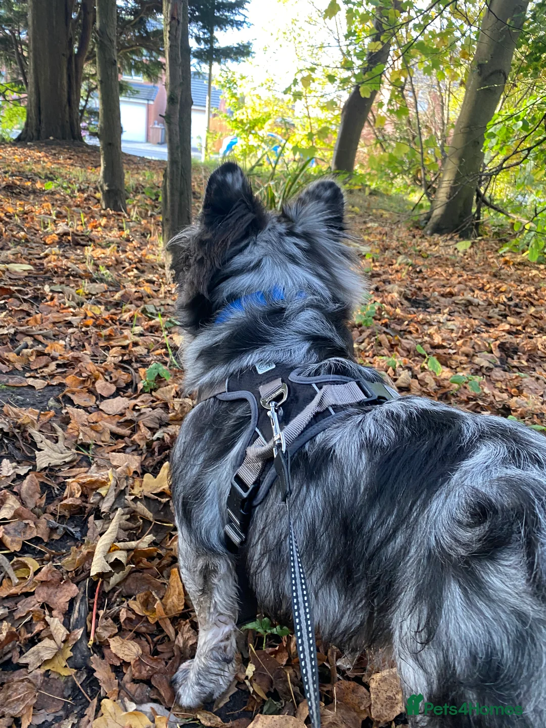 French Bulldog dogs for stud: STUD Full Fluffy Visual Merle £500 all in  in Liverpool - Advert 12