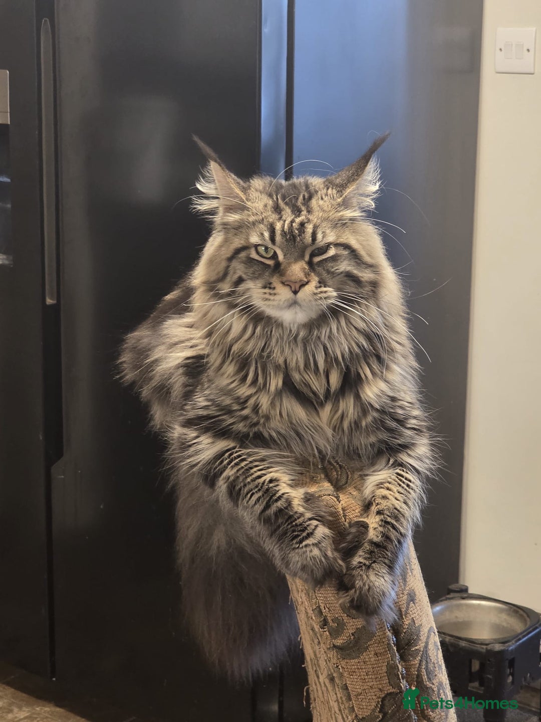 Maine Coon cats for sale: 🔥🧡5 BOYS READY TO STEAL YOUR HEART🧡🔥 - Advert 8