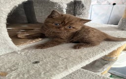 British Shorthair cats for sale: Champion Line British Shorthair Kittens - Image 24