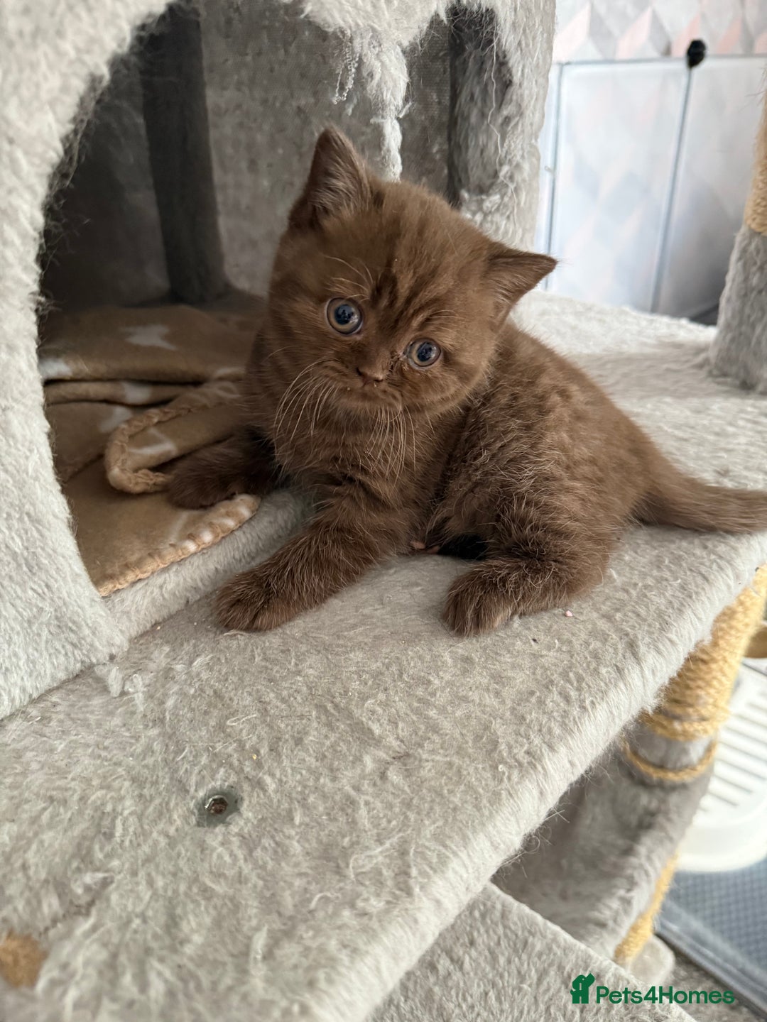 British Shorthair cats for sale: Champion Line British Shorthair Kittens - Image 24