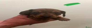 Dachshund 3