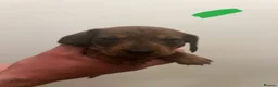 Dachshund dogs for sale: Teckel puppies for sale - Advert 11
