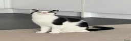 Japanese Bobtail cats for sale: Name of the cat is Oreo in Oxford - Advert 3