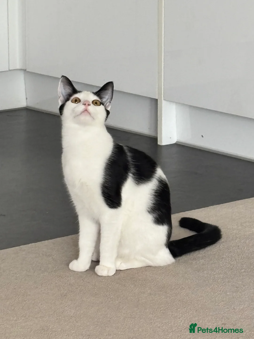 Japanese Bobtail cats for sale: Name of the cat is Oreo in Oxford - Advert 3