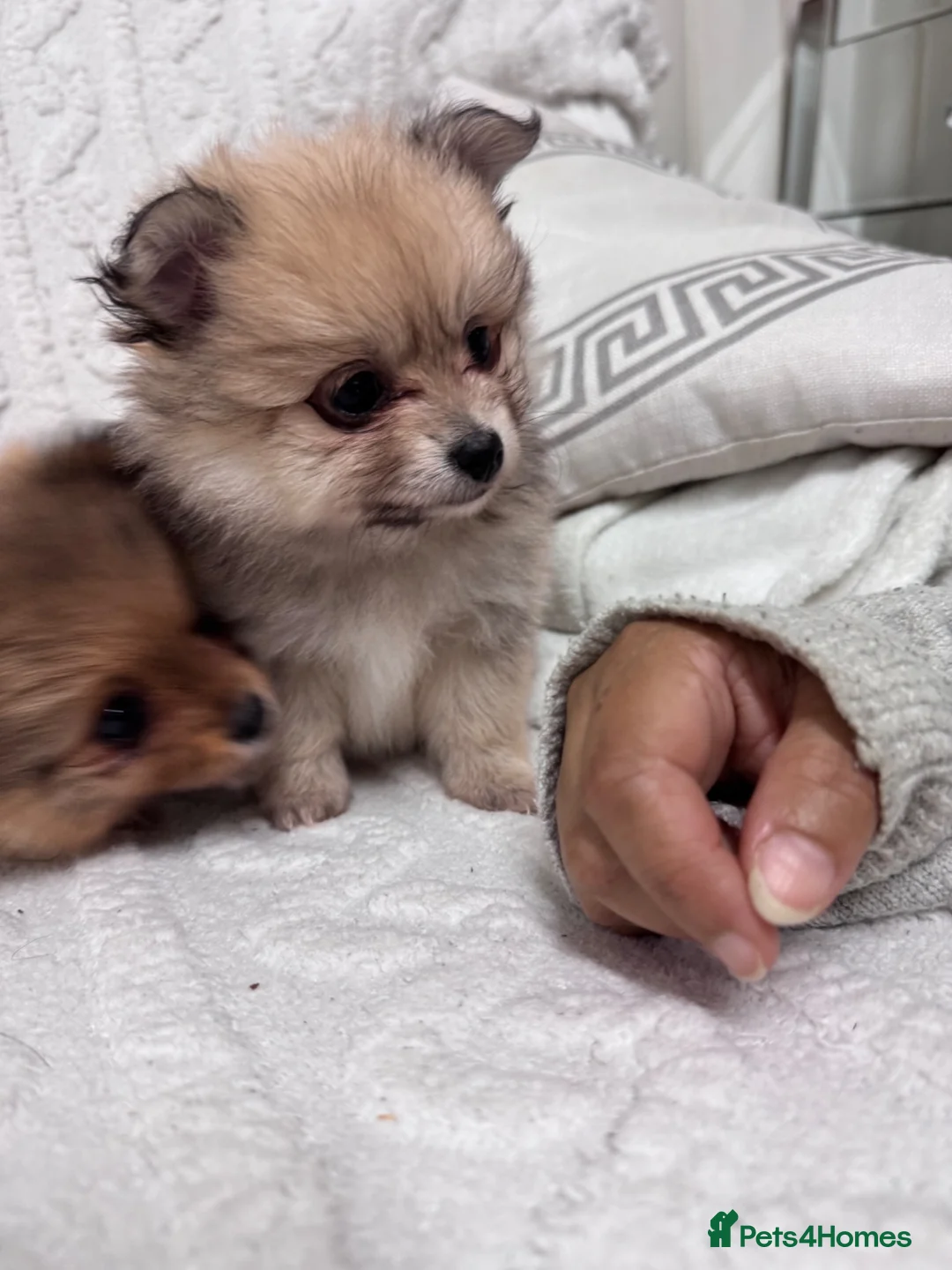 Pomeranian dogs for sale: Pomeranian female ready now in Coventry - Advert 2