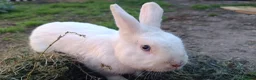 Dutch rabbits for sale: Darling Beautiful Girl - Advert 8