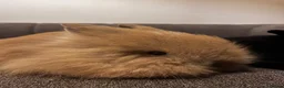 Lionhead rabbits for sale: 2 Female lion heads with everything you need in Burnley - Advert 5
