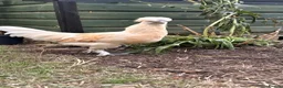 Chickens poultry for sale: polish mix roosters - Advert 5