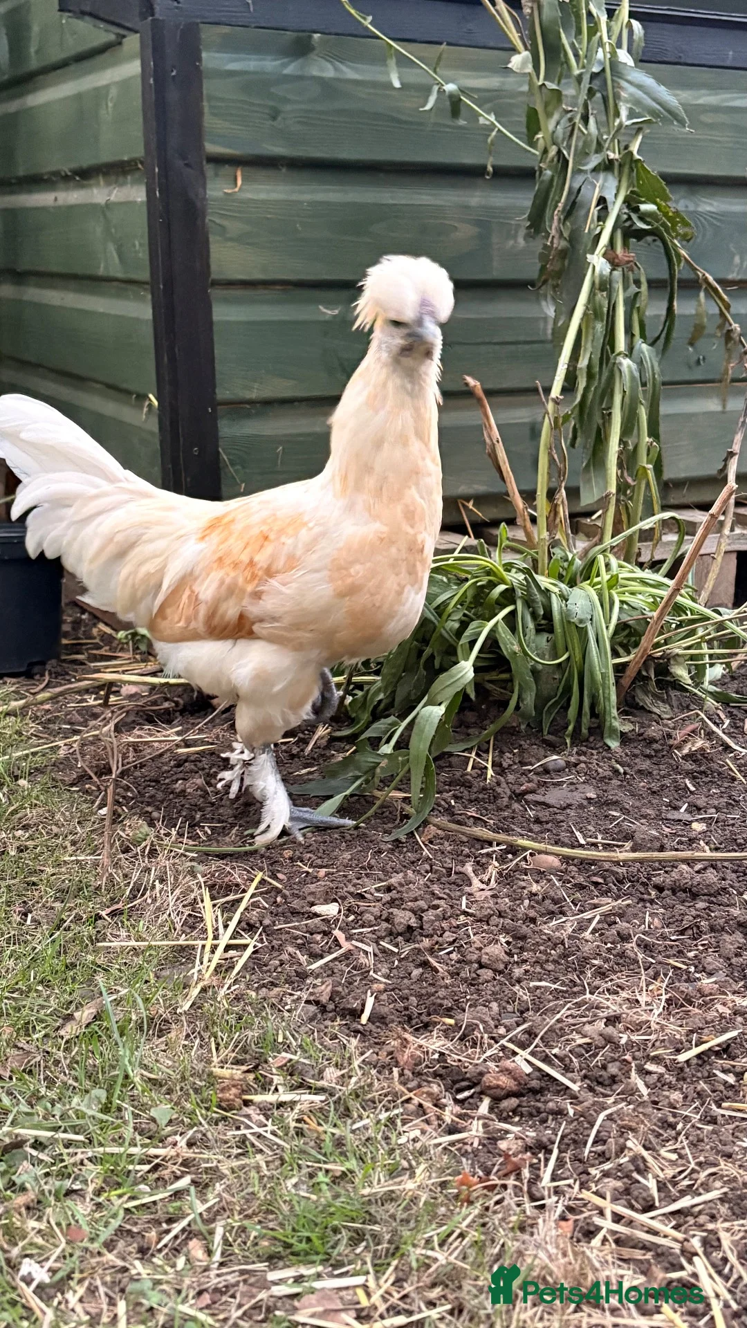Chickens poultry for sale: polish mix roosters - Advert 5