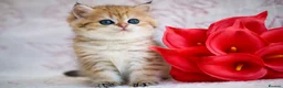 British Shorthair cats for sale: British shorthair available 🦁 - Advert 22
