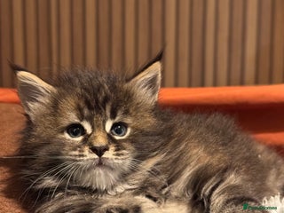 Maine Coon cats for sale - Advert 1