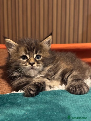 Maine Coon cats - Advert 1