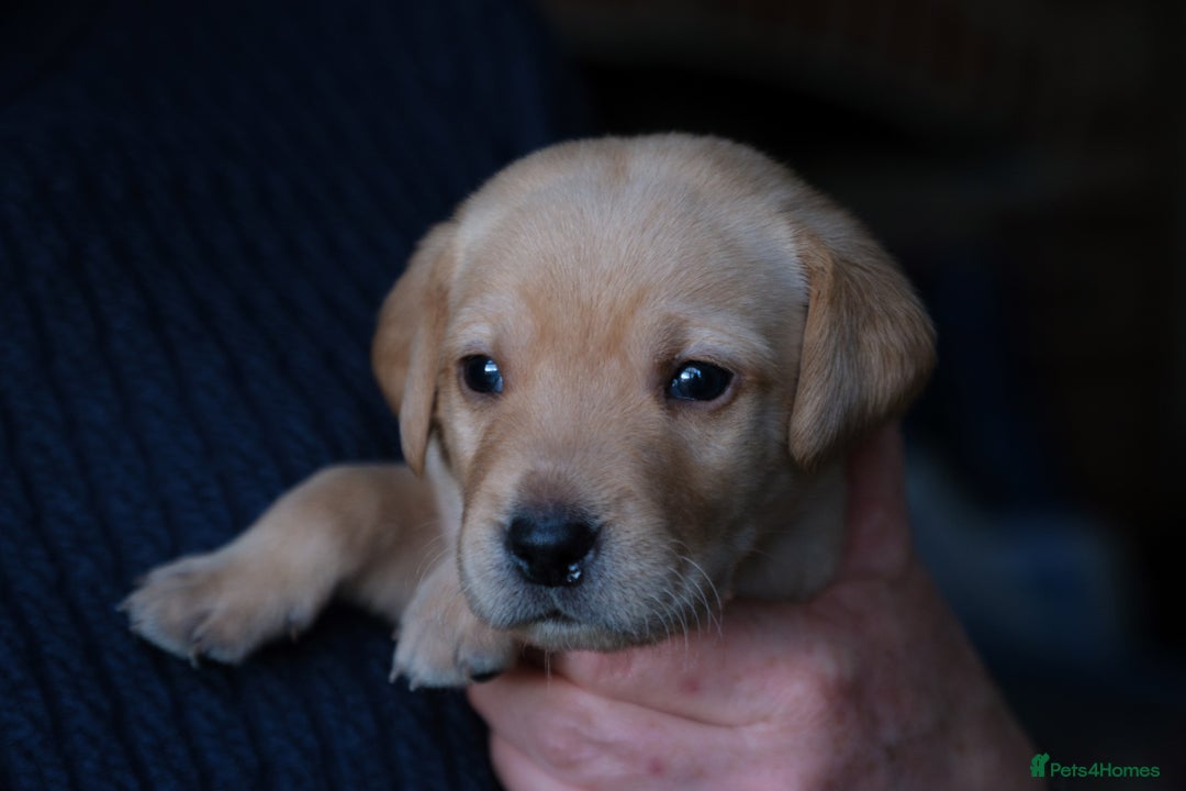 Labrador Retriever dogs for sale: KC registered yellow Labradors. Ready from 23 Dec - Advert 13