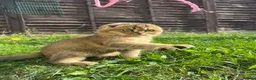 Scottish Fold cats for sale: Scottish Fold Kittens Looking for Loving Homes🏡❤️ - Advert 3