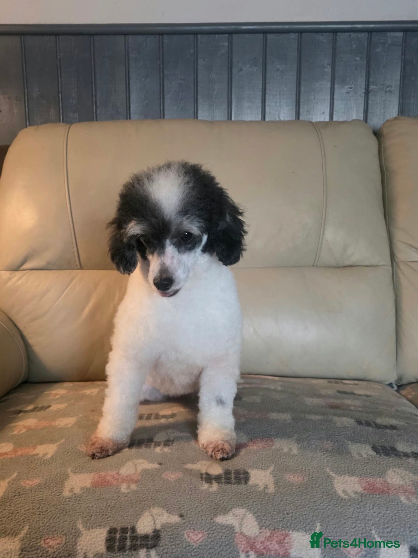 Toy Poodle dogs for sale: Toy poodle girlie looking for a sofa near you  - Advert 2