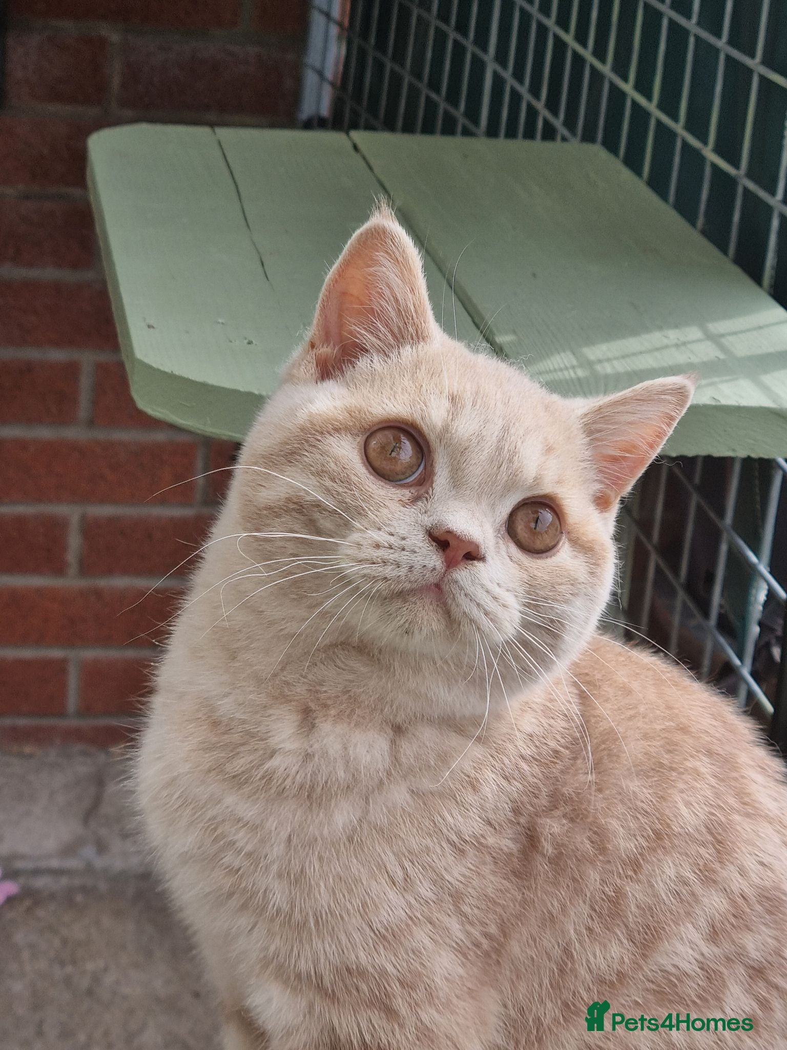 British Shorthair cats Cream colour British shorthair  - Advert 1