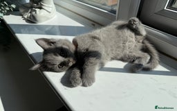 British Shorthair cats for sale: British shorthair kittens  - Image 16