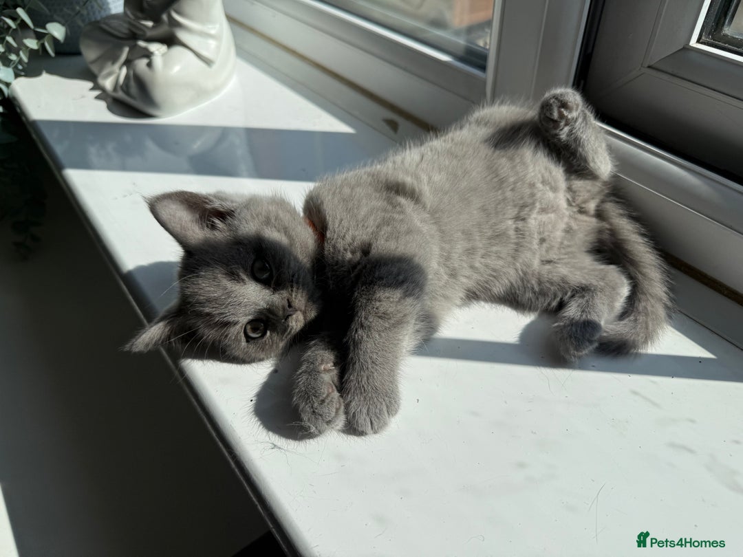 British Shorthair cats for sale: British shorthair kittens  - Image 16