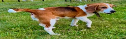 Beagle dogs for adoption: Garik – Male Beagle (Young Rescue) - Advert 3