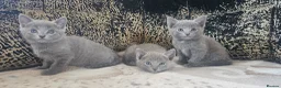 Russian Blue cats for sale: TICA reg full pedigree RUSSIAN BLUE kittens - Advert 6