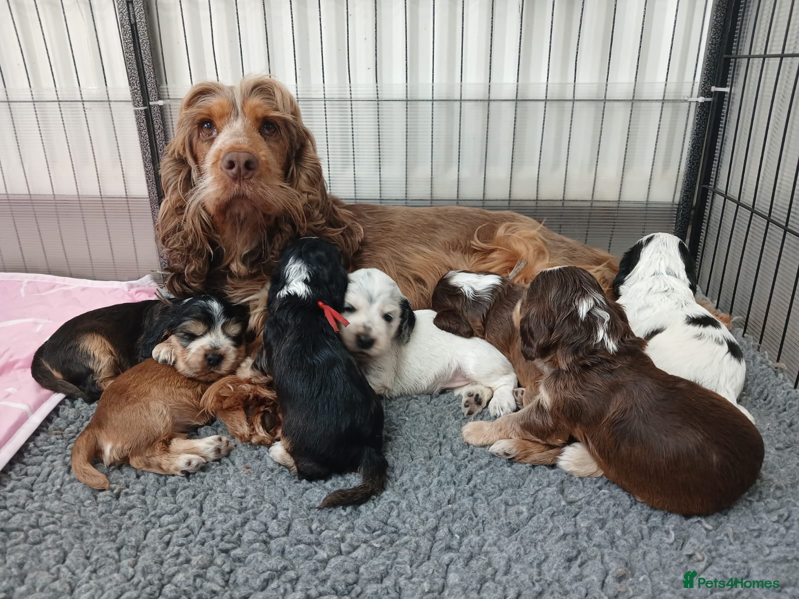 Cocker Spaniel dogs Stunning Show Cocker Spaniel puppies DNA tested - Advert 1