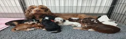 Cocker Spaniel dogs for sale: Stunning Show Cocker Spaniel puppies DNA tested - Advert 1