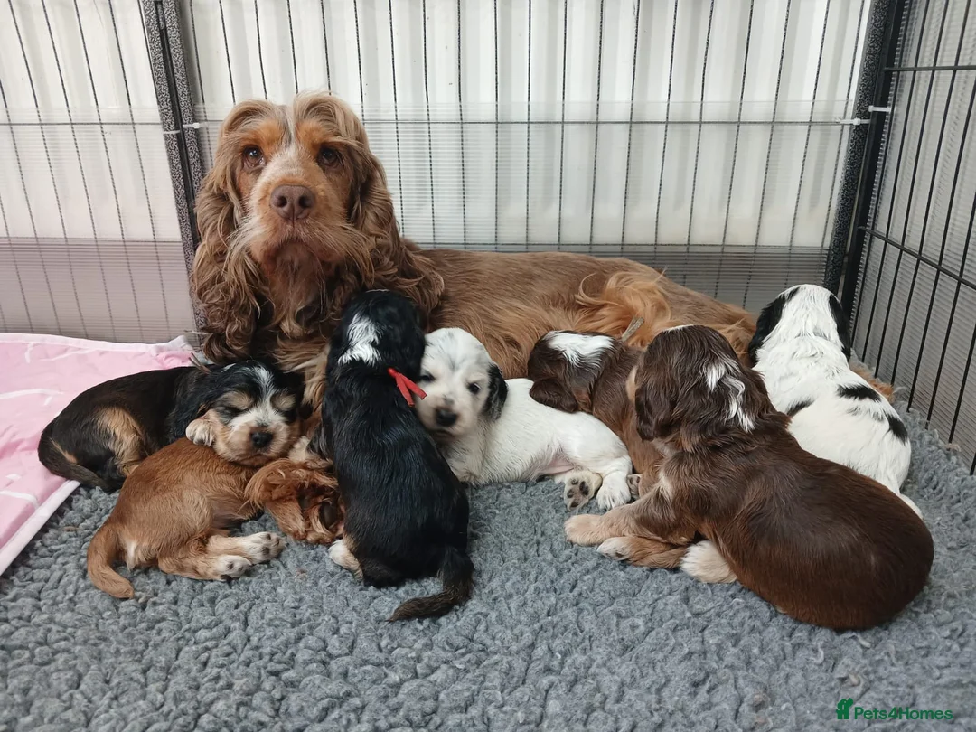 Cocker Spaniel dogs for sale: Stunning Show Cocker Spaniel puppies DNA tested - Advert 1