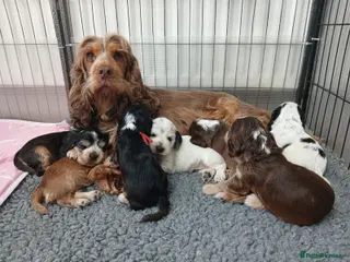 Cocker Spaniel dogs Stunning Show Cocker Spaniel puppies DNA tested - Advert 1