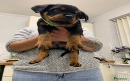 Rottweiler dogs for sale:  TWO LEFT ONLY *READY TO GO NOW* ROTTWEILER PUPS  - Advert 33