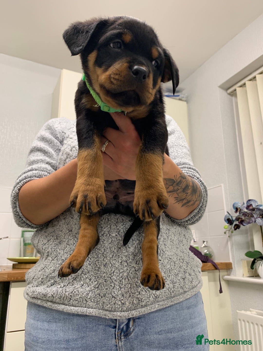 Rottweiler dogs for sale:  TWO LEFT ONLY *READY TO GO NOW* ROTTWEILER PUPS  - Advert 33