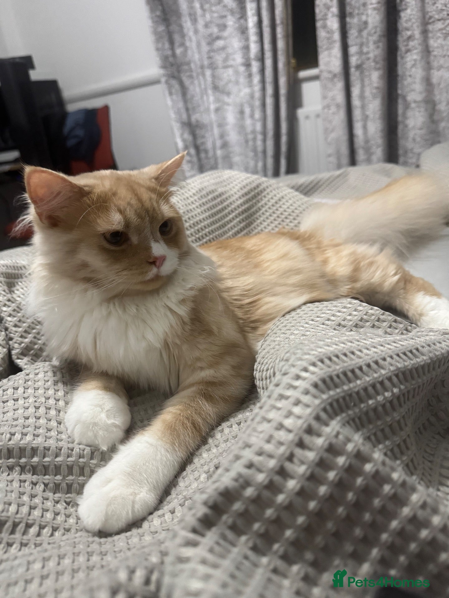 Persian cats for sale: Leo - Half Persian half domestic - Advert 1