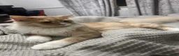 Persian cats for sale: Leo - Half Persian half domestic in London - Advert 1