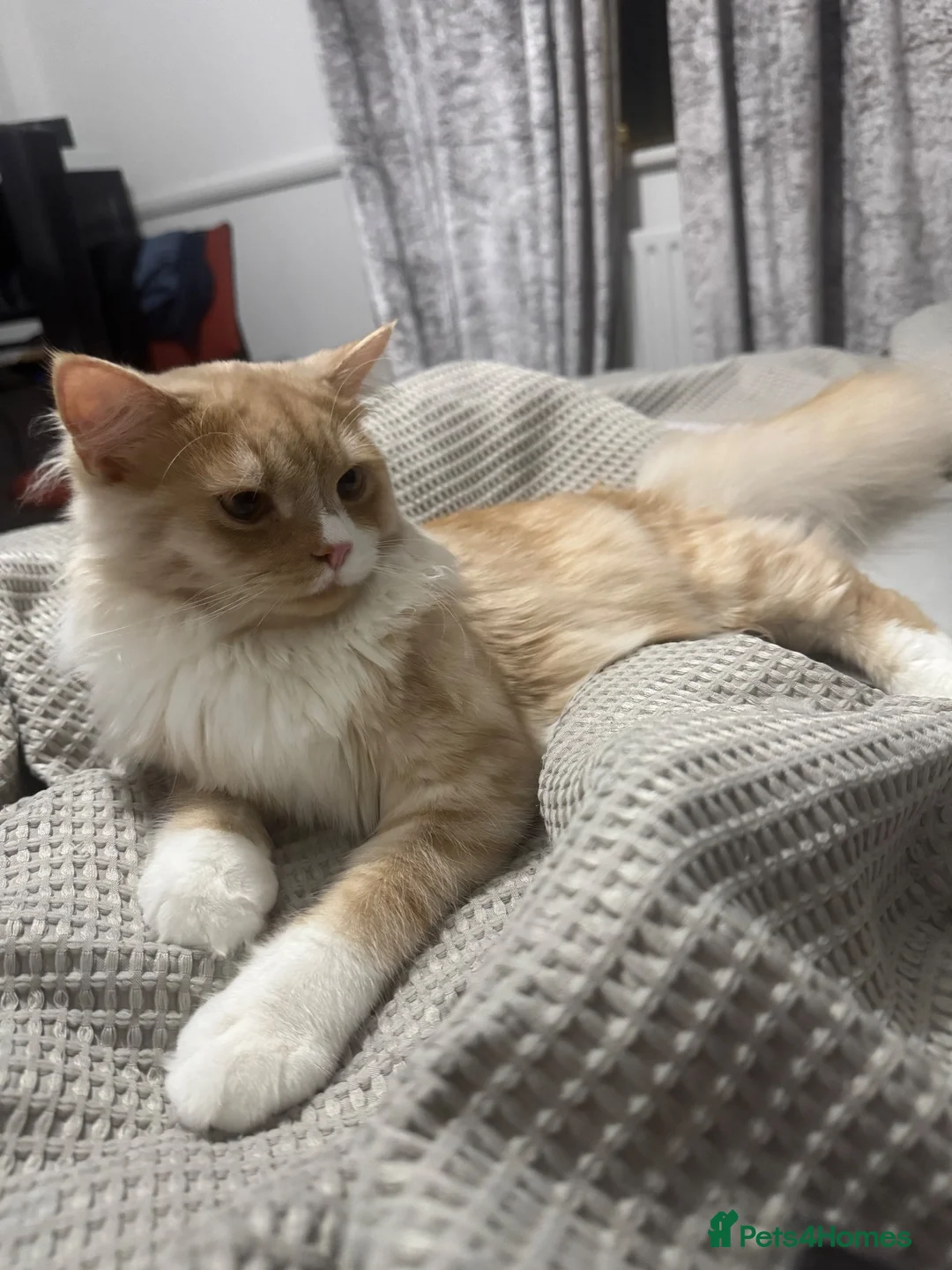 Persian cats for sale: Leo - Half Persian half domestic in London - Advert 1
