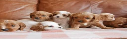 Cavapoo dogs for sale: Stunning Health Tested F1b Cavapoo Puppies - Advert 6