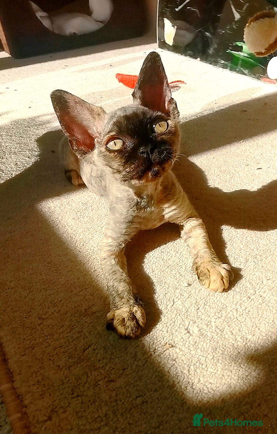 Devon Rex cats for sale: Devon Rex kittens GCCF registered  - Image 9