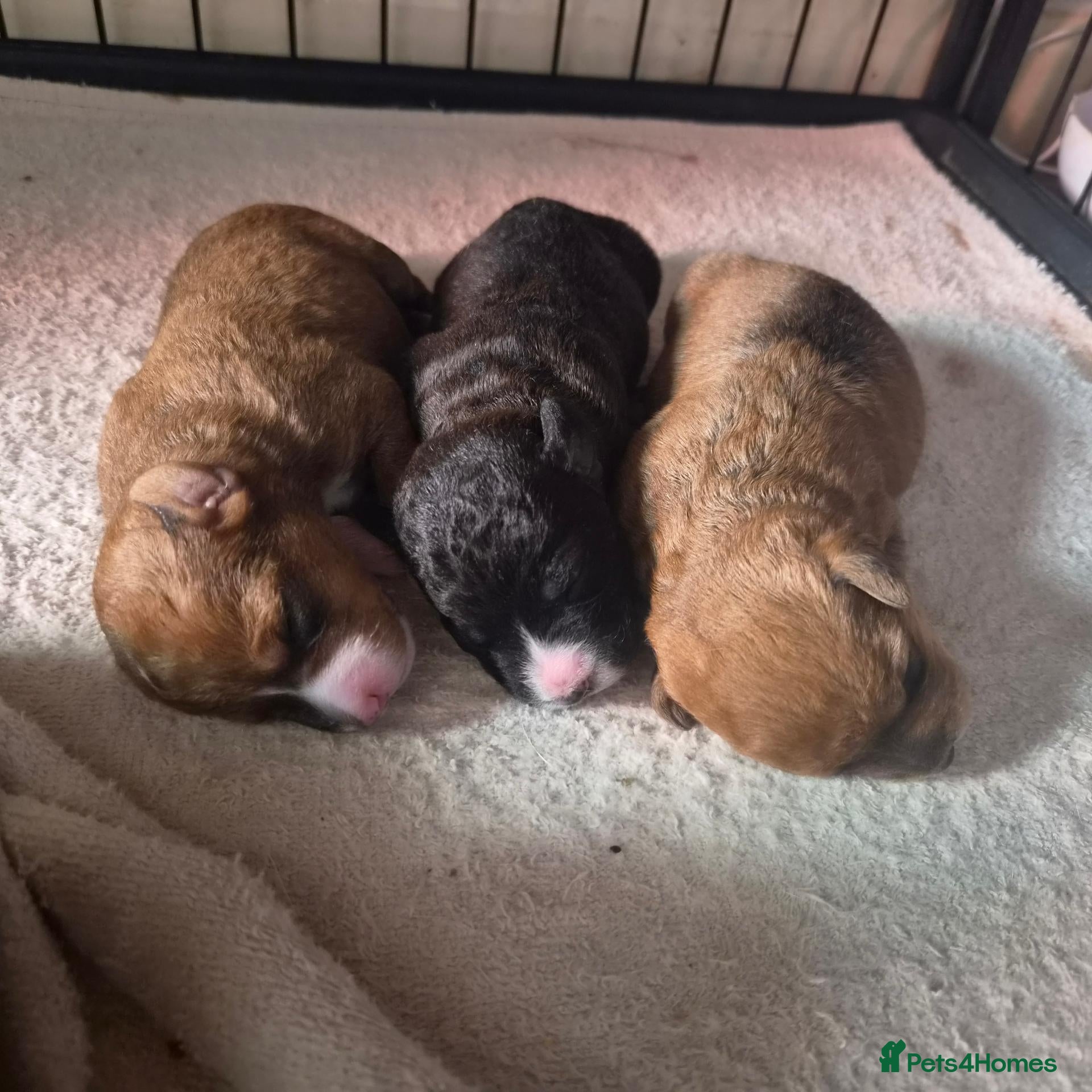 Jackapoo dogs for sale: Gorgeous jackapoo puppies 🐶  - Advert 3