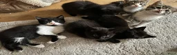 Mixed Breed cats for sale: Adorable kittens looking for their forever homes - Advert 3