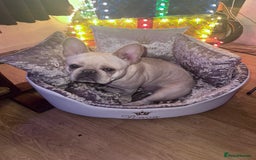 French Bulldog dogs for sale: French bulldog - Image 10