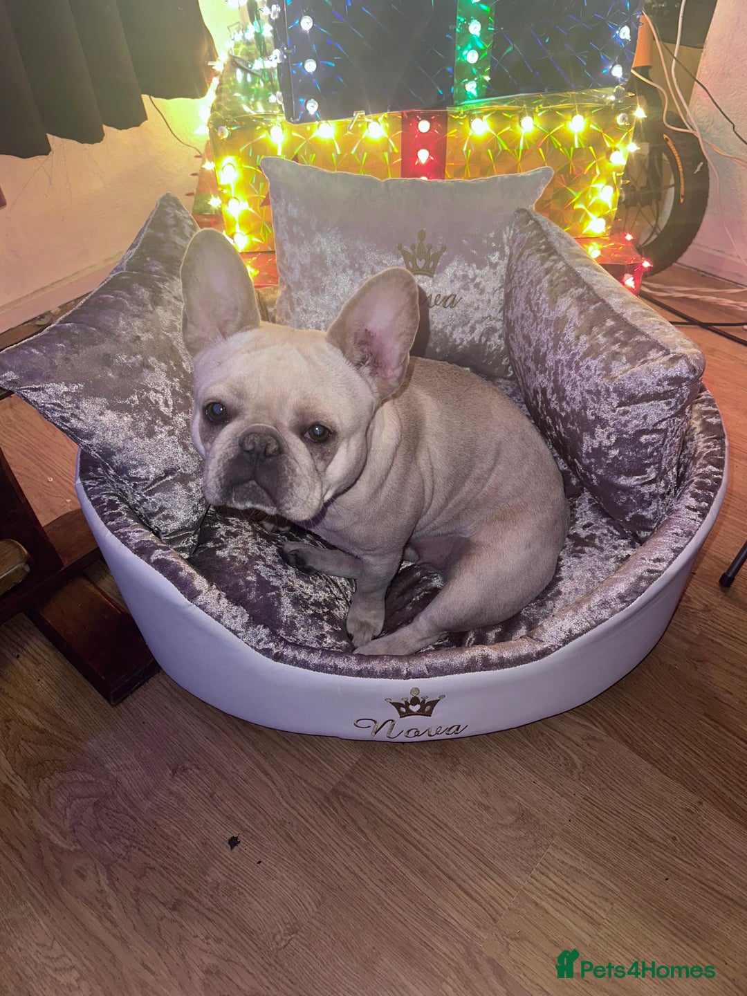 French Bulldog dogs for sale: French bulldog - Image 10