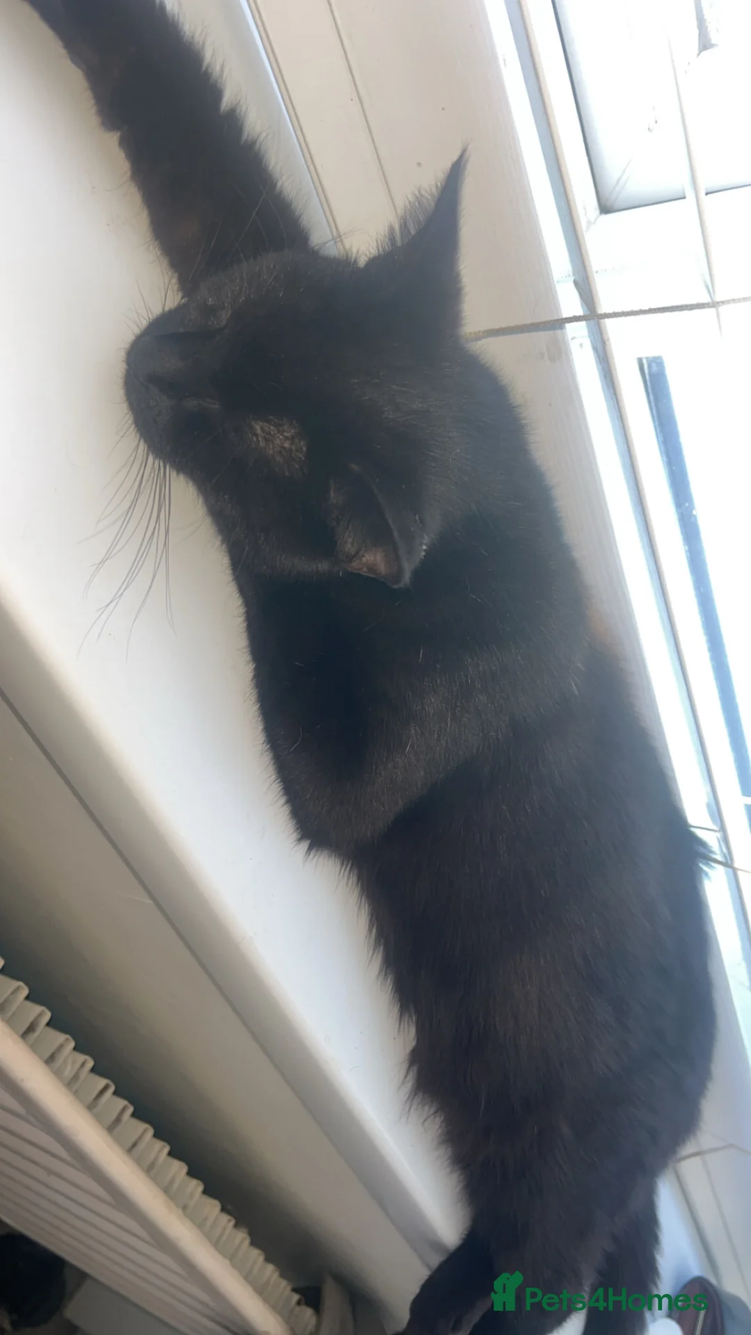 Mixed Breed cats for sale: Black cat - Advert 3