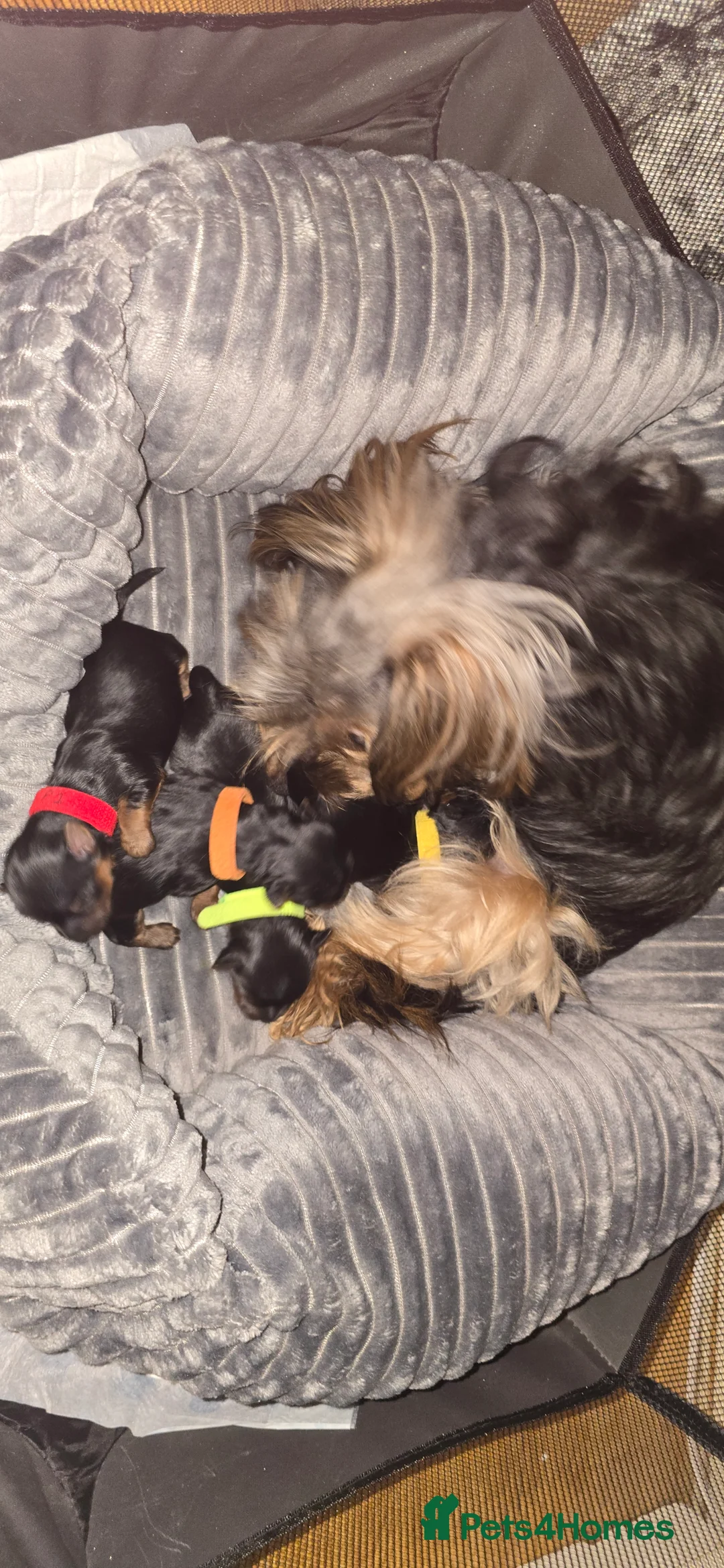 Yorkshire Terrier dogs for sale:  **  Yorkshire Terrier  in Newry - Advert 2