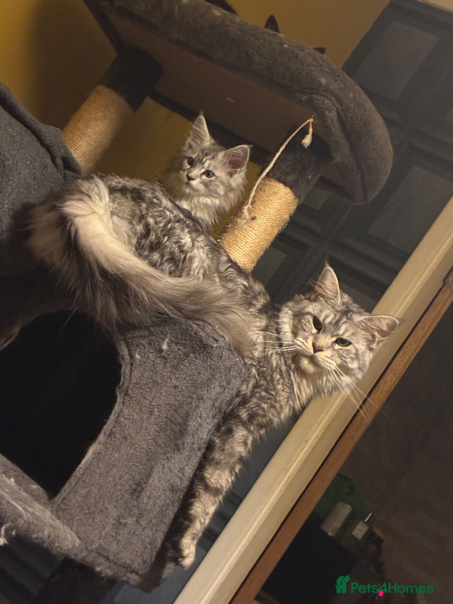 Maine Coon cats Stunning TICA registered Maine coon kitten 3 left - Advert 10
