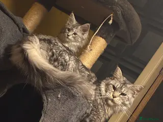 Maine Coon cats Stunning TICA registered Maine coon kitten 3 left - Advert 3