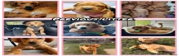 Golden Retriever dogs for sale: Stunning KC registered dark puppies - Advert 10